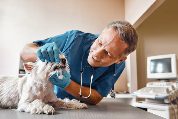 Best Dental Abscess Treatment in Northlakes, NC